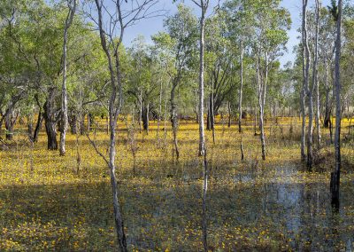 Gavin John Photography Landscape Australia Northern Territory Kakadu National Park trees in swamp