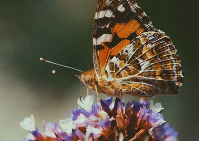 Gavin John Photography Nature