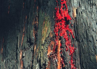 Gavin John Photography Nature