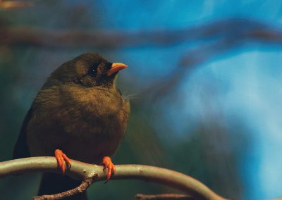 Gavin John Photography Nature