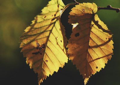 Gavin John Photography Nature