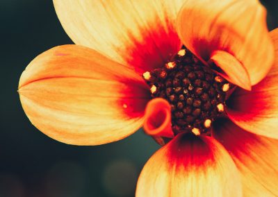 Gavin John Photography Nature