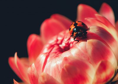 Gavin John Photography Nature