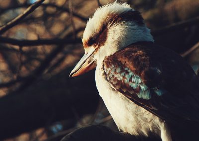 Gavin John Photography Nature