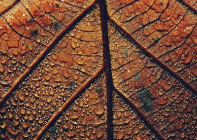 Gavin John Photography Nature