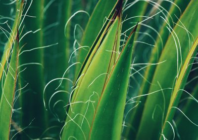 Gavin John Photography Nature