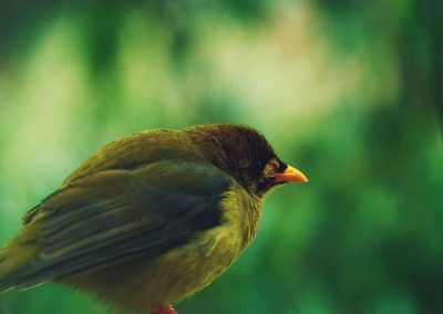 Gavin John Photography Nature