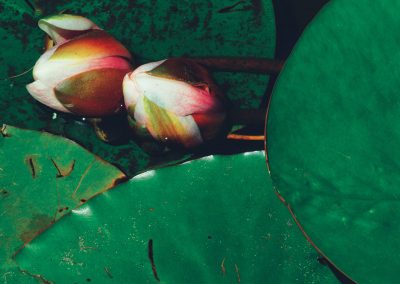 Gavin John Photography Nature