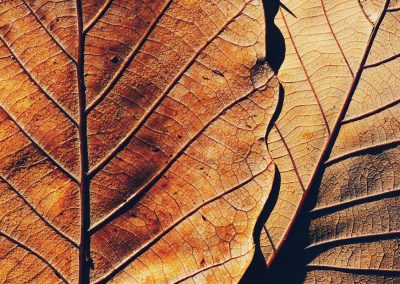 Gavin John Photography Nature