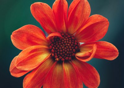 Gavin John Photography Nature