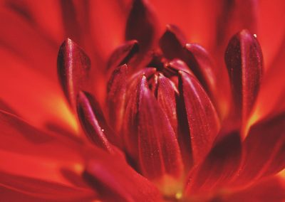 Gavin John Photography Nature