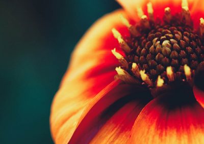 Gavin John Photography Nature