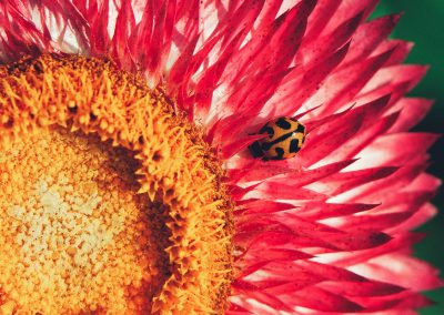 Gavin John Photography Nature